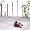 鲶鱼