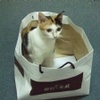 猫尾巴