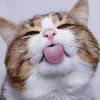 chami_wang