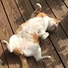 char_chsu