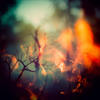 chen_flickr