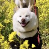 烂草莓