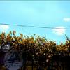 ACore