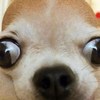 CC