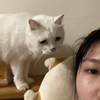 chiayu
