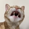 ᴹᵉʳⁱᶜᵃ