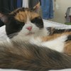 三花猫
