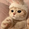 Chuuu