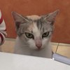 chueyolo