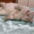 猫之猫猫
