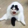 摇滚熊猫