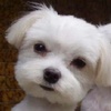 cindylina