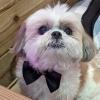 Timbo Chiu