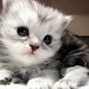 CopyCatz