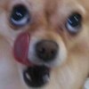 小黑