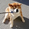 2惹