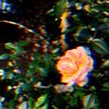 __RealFlower