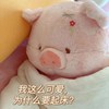蛋哩蛋