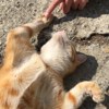 甲鱼