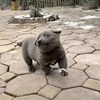 怡斐小北鼻?