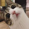 阿赖