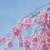 distill romance