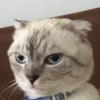 杨毛