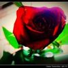 Love  Ya