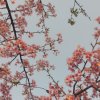 缘夕