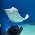 dolphin_ouo
