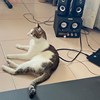 dovob