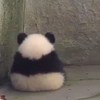 阿诺