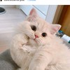 qqizzz