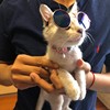 edison_wu