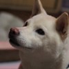 桔梗