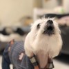 伟鹏伟鹏