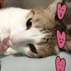 Li