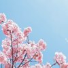 吴芸祯