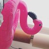 Emily 霸王花