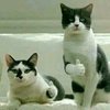 事濑尿虾