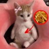 獭獭獭獭西