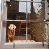 三只小猪 demo