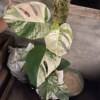 exair_624