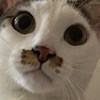 吸猫仔