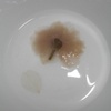 Fion 飞扬