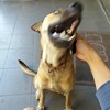 众神卫旁