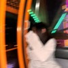 开心小狗