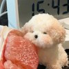 滚雪球的小熊猫