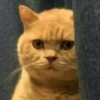 给我猫