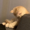 一般一般